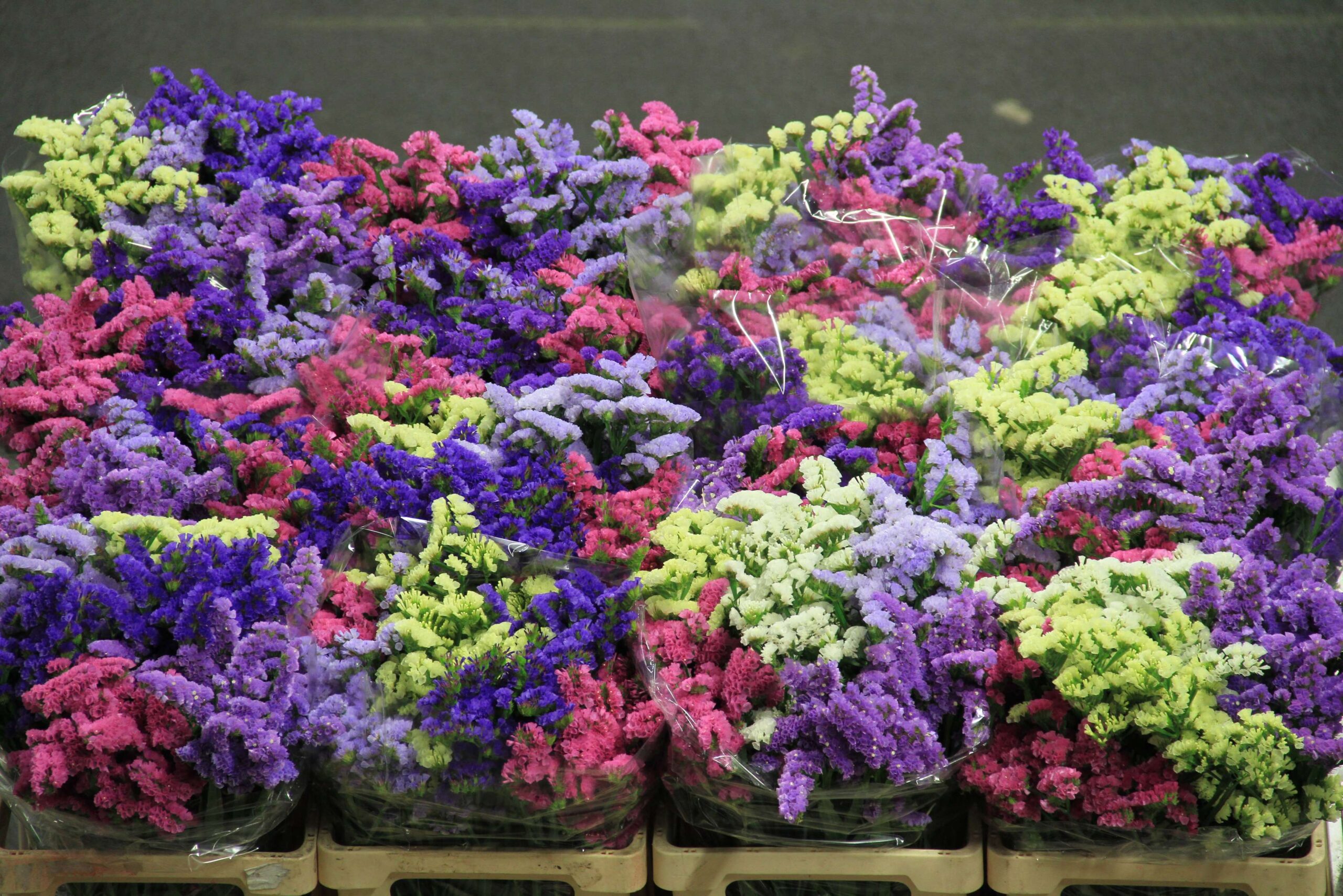 Family Twist - Amsterdam - Flowers market