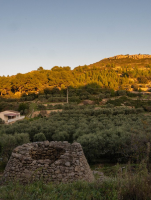 Make Your Own Olive Oil in Provence