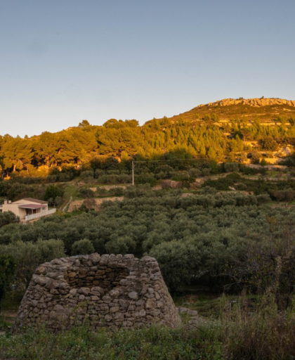 Make Your Own Olive Oil in Provence