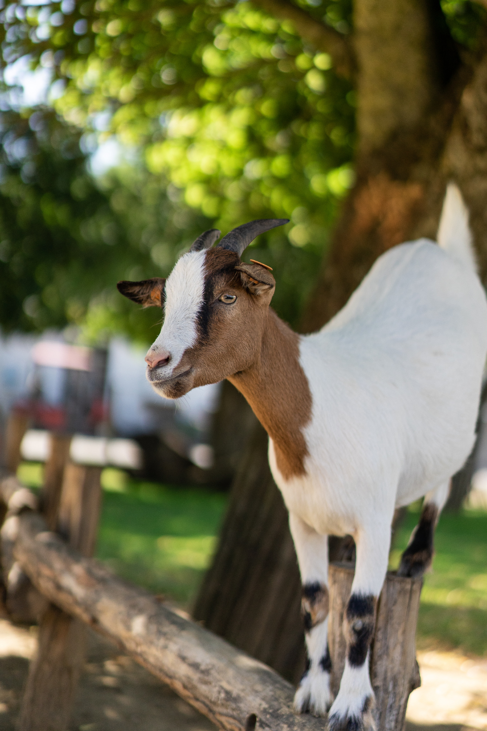 Make Your Own Andalusian Cheese